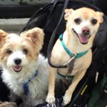 Profile Picture of Mitzi Fox (@vegan_mama_fox) on Instagram