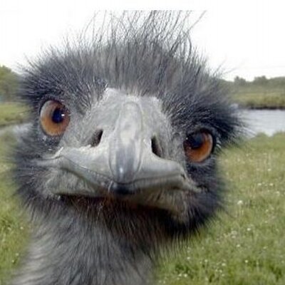 Profile Picture of Tim Croce (@efcroce) on Twitter