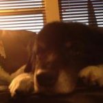 Adam Brydon - Instagram Profile Picture of Adam Brydon (@fordrtrucks) on Instagram