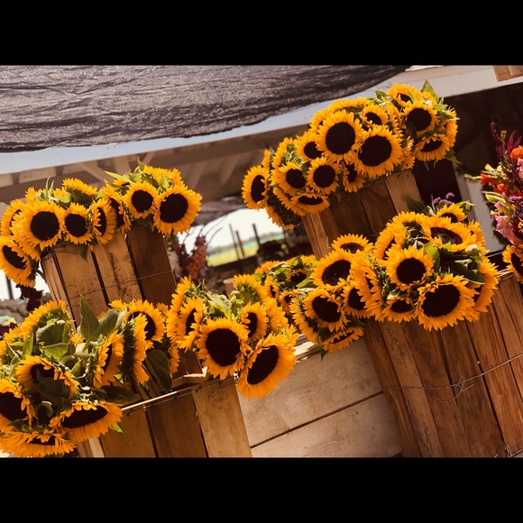 Profile Picture of Lauren Belkin (@laurenbelkin) on Poshmark