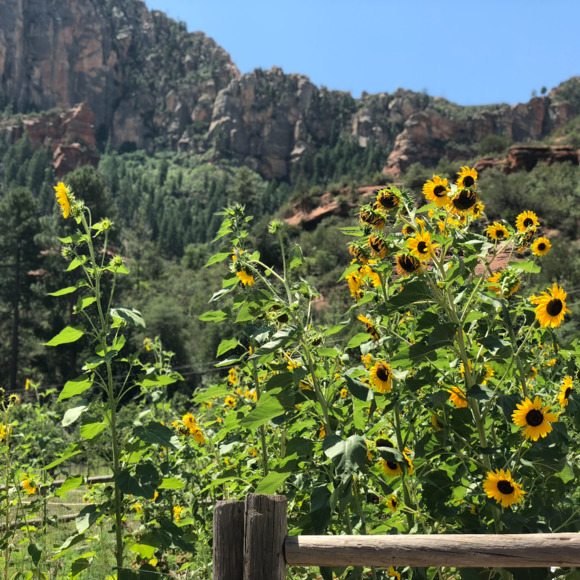 Profile Picture of Mercedes Demumbrum (@azthriftfinds) on Poshmark