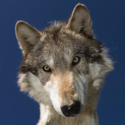 Profile Picture of David Chasten (@DavidAChasten) on Twitter