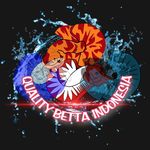 Profile Picture of QUALITY BETTA IDN (@quality_betta_idn) on Instagram