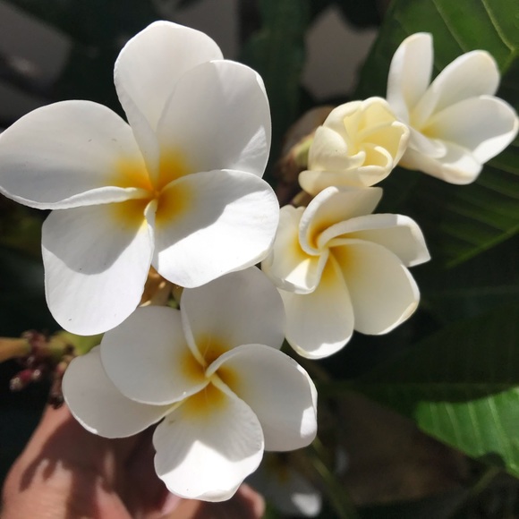 Profile Picture of Alice Juarez (@alicejuarez933) on Poshmark