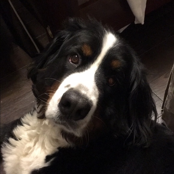 Profile Picture of Jess Dauler (@20deals) on Poshmark