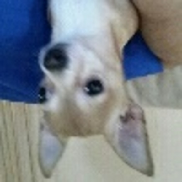 Profile Picture of Amanda Rodriguez (@amanda261823) on Poshmark