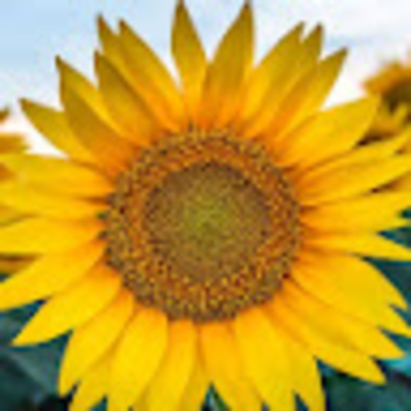 Profile Picture of Haley Walling (@anistynw06) on Poshmark