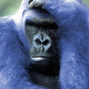 Profile Picture of Hank Bell (@blue_guerilla) on Myspace