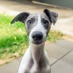 Profile Picture of Pippins the Whippet (@itspipthewhip) on Instagram