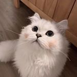 Profile Picture of Cindy (@cindy._.zhang) on Instagram
