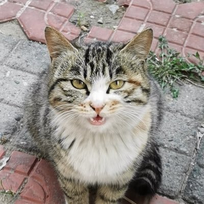 Profile Picture of Zhao Huang (@ZHuang67210496) on Twitter