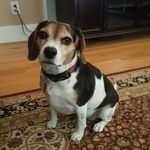 Profile Picture of Lori Muller (@harleyandcrockettthebeagles) on Instagram