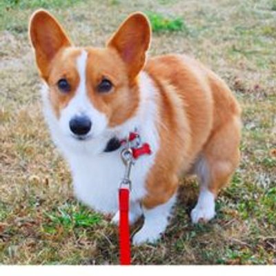 Profile Picture of Brandon Lowdermilkon Twitter