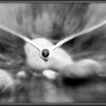 Profile Picture of Broadacre (@broadacreeli) on Instagram