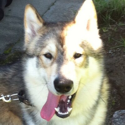 Profile Picture of Snakeeyes10872 (@calebdevine21) on Twitter