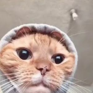 Profile Picture of nicholaspecoraro0 (@nicholaspecoraro0) on Tiktok