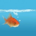 Profile Picture of Alessandra Vecchi (@alessandra_vecchi) on Instagram