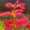 Profile Picture of IT (@ithapa40) on Tiktok