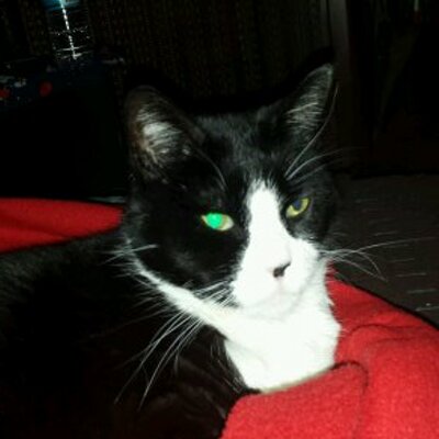 Profile Picture of Lori Racalbuto (@lorirac520) on Twitter