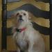 Profile Picture of Barbara Byron (@steiffiandlola) on Pinterest
