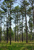 Profile Picture of Longleaf pineon Wikipedia