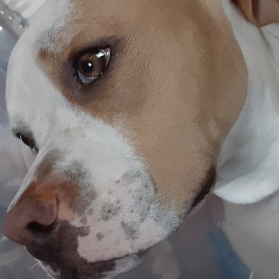 Profile Picture of Madeleine Aleman (@AlemanMadeleine) on Twitter