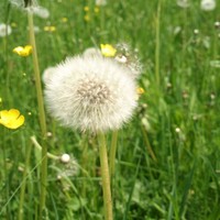 Profile Picture of Chloe Schwartz (@chloe-schwartz-2) on Quora