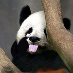 Profile Picture of Yi Tian Xu (@goldenratiphi) on Flickr