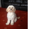 Profile Picture of lucy inman (@@crazylucy2410) on Tiktok