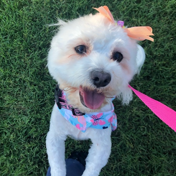 Profile Picture of Monica Maya (@becauseno) on Poshmark