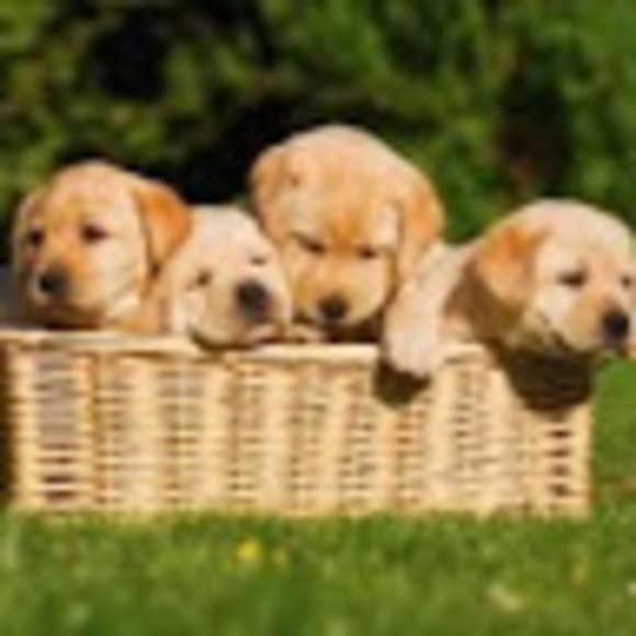 Profile Picture of Maya Diaz (@maya_junior) on Poshmark