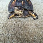 Profile Picture of Glen Houston Burns (@the__ginger__king) on Instagram