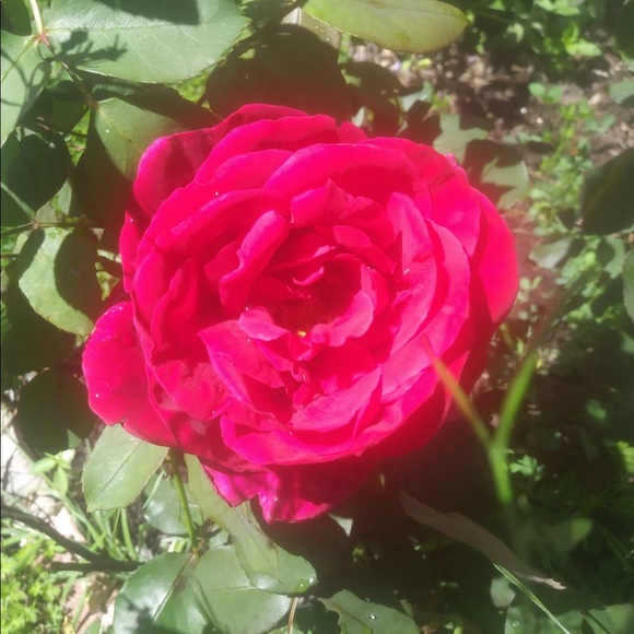 Profile Picture of Erika Layton (@erikalayton) on Poshmark