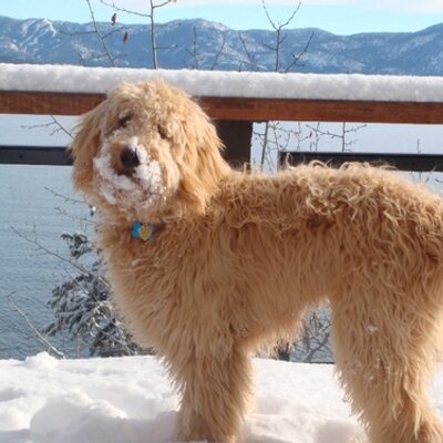 Profile Picture of gabriel irving (@gabrielirving1) on Twitter
