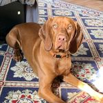 Profile Picture of Whitney Finucane Shea (@awhitneyshea) on Instagram