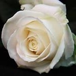 Profile Picture of Erik de Roos (@erik.deroos.161) on Instagram