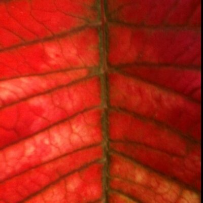 Profile Picture of Randy Ewing (@BigOrange72) on Twitter