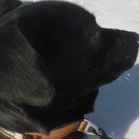 Profile Picture of Luke Arsenault (@luke-arsenault-1) on Quora