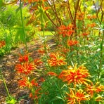 Profile Picture of Beverly Lederman (@Beverly-Lederman) on Facebook