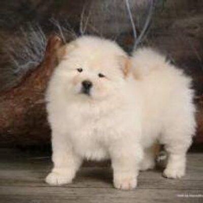 Profile Picture of Martin Pedroza (@maicolyaima) on Twitter