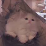 Profile Picture of Alvin Tsoi (@alvin.tsoi.35) on Facebook