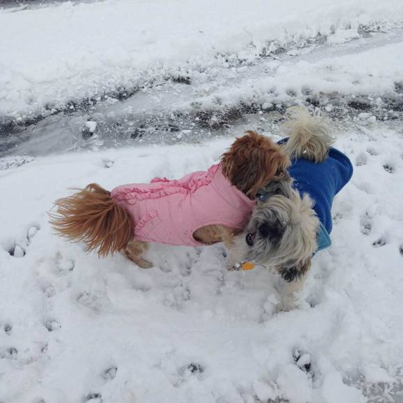 Profile Picture of Mona ann Shifman (@mshifman) on Poshmark