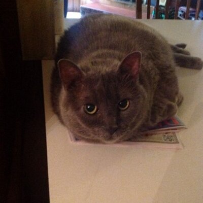 Profile Picture of Shelley R Singleton (@shelsingleton) on Twitter