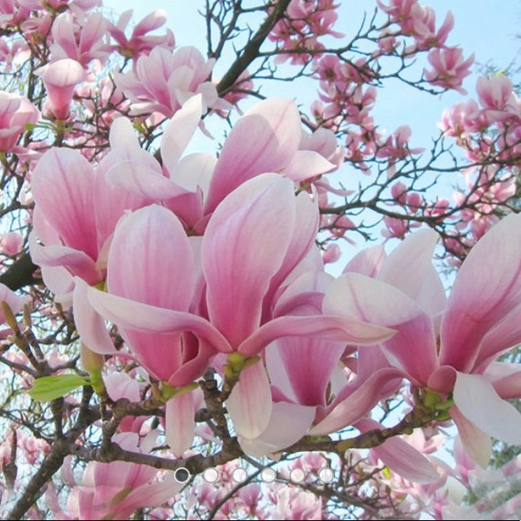 Profile Picture of Sonia Larson (@sonialarson) on Poshmark