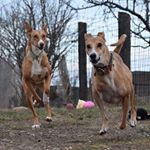 Profile Picture of Kevin and Luna The Gingerpack (@kevinandluna_thegingerpack) on Instagram