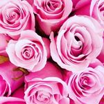 Profile Picture of rosey the master🌸 (@michael.kiley) on Instagram