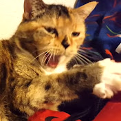 Profile Picture of Matthew Kroeker (@DaCatMan) on Youtube