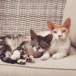 Profile Picture of Bill & Ted Devon Rex (@billandteds_rexellentadventure) on Instagram