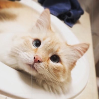 Profile Picture of Sharron Jensen (@SharronJensen15) on Twitter