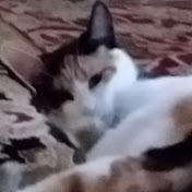 Profile Picture of Beverly Berkowitz (@beverlyberkowitz8252) on Youtube
